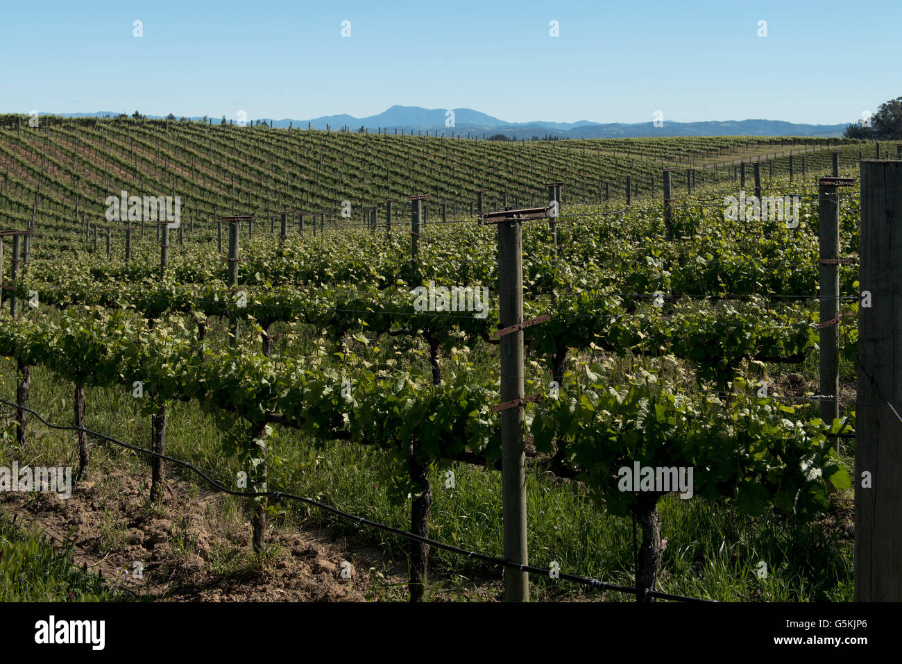 Grapevine landscape, Napa Valley, California, USA, April, 2016. Stock Photo