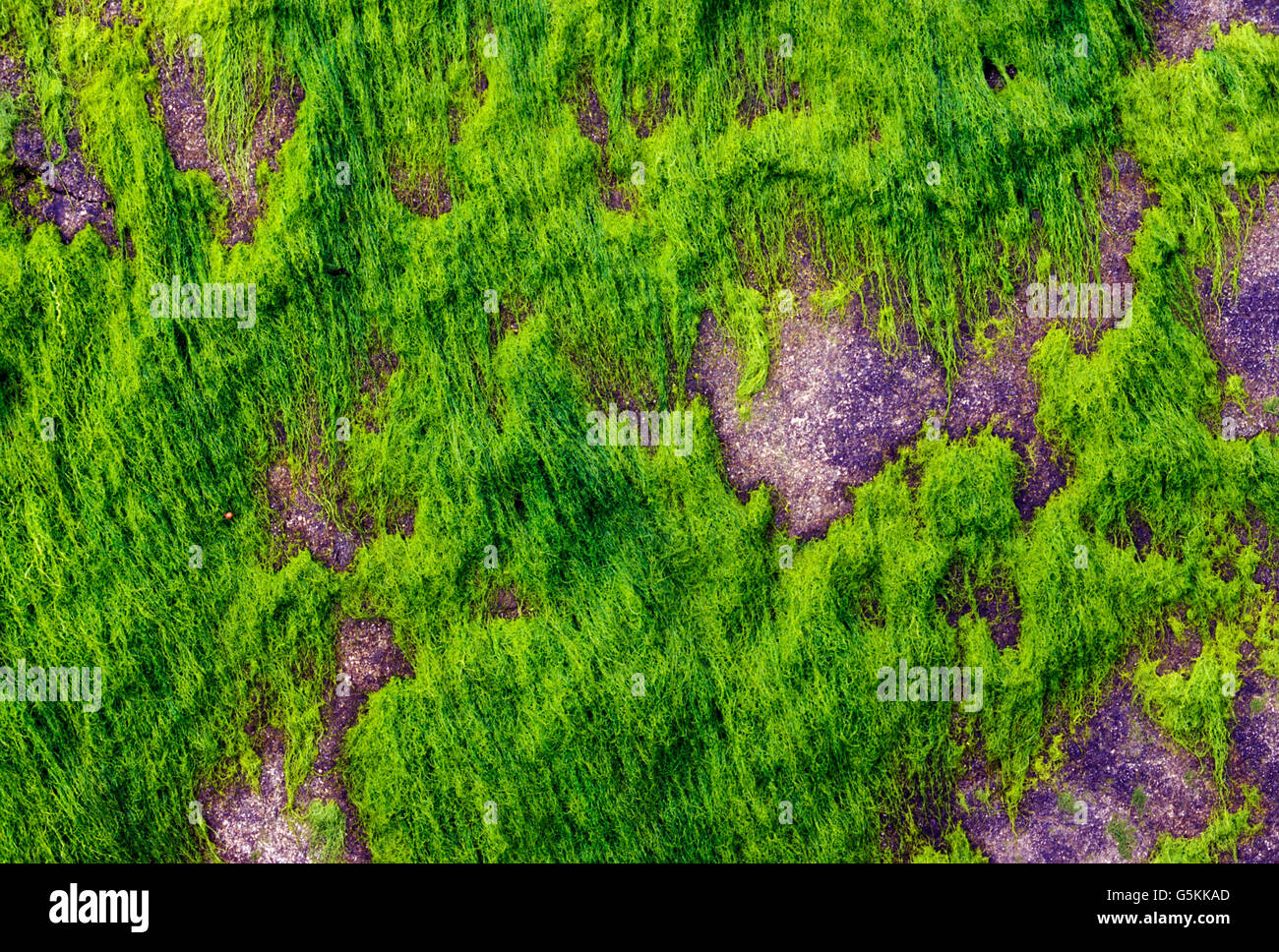 River rocks covered with green moss & lichen, Quillayute River Delta, Pacific Ocean, Olympic Peninsula, La Push, Washington USA Stock Photo