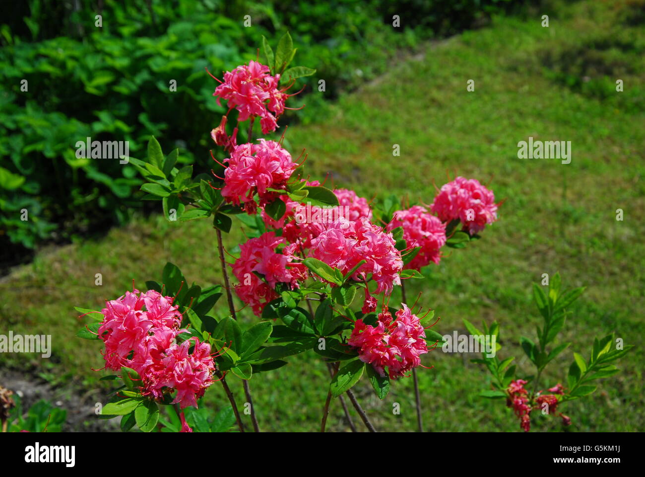 Rhododendron, azalea Stock Photo