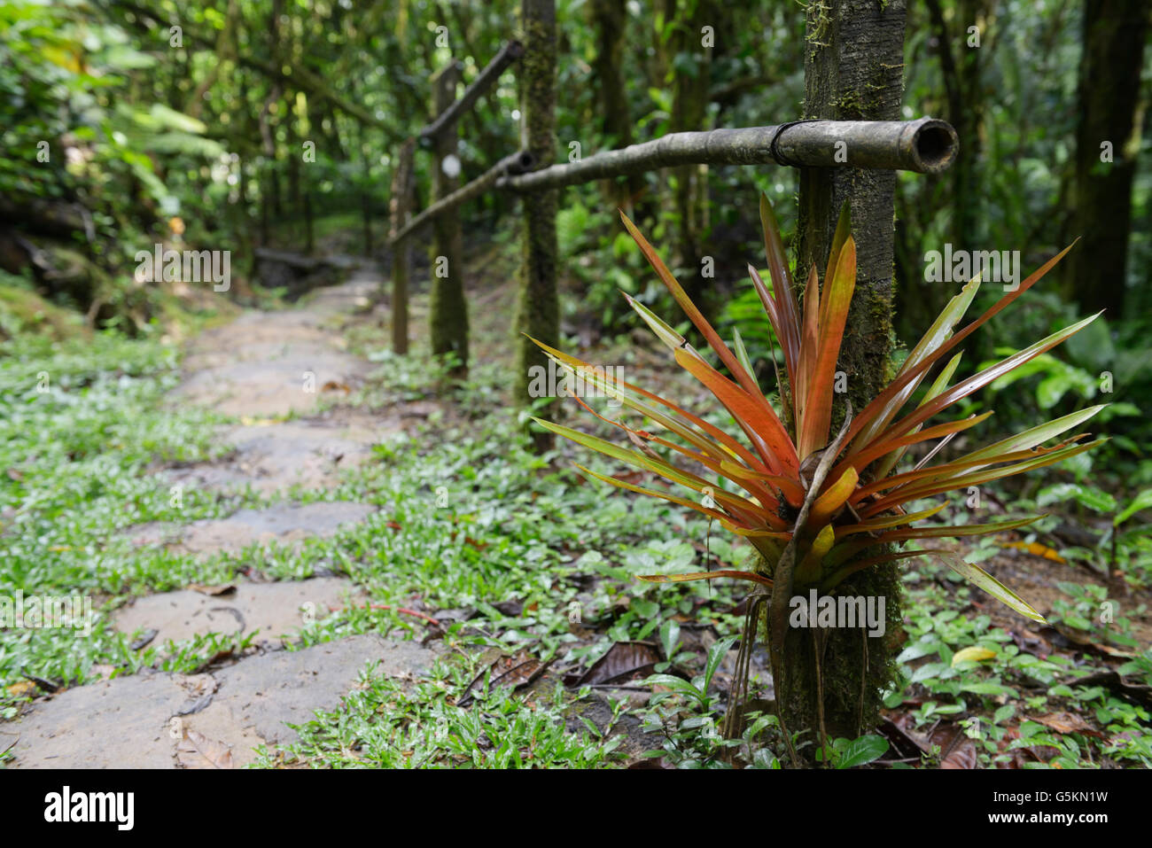 Trail with bromeliad into rainforest, Wilson Botanical Gardens, Las Cruces Biological Station near San Vito, Costa Rica Stock Photo