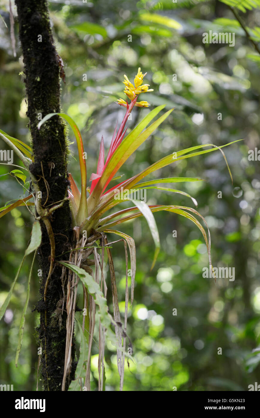 Tropical bromeliad flowering in rainforest, Costa Rica. See description for location details Stock Photo