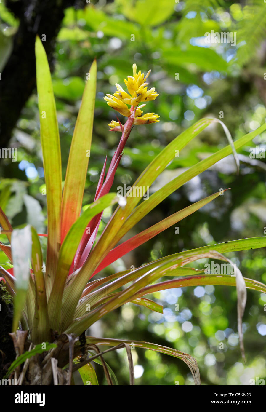 Tropical bromeliad flowering in rainforest, Costa Rica. See description for location details Stock Photo