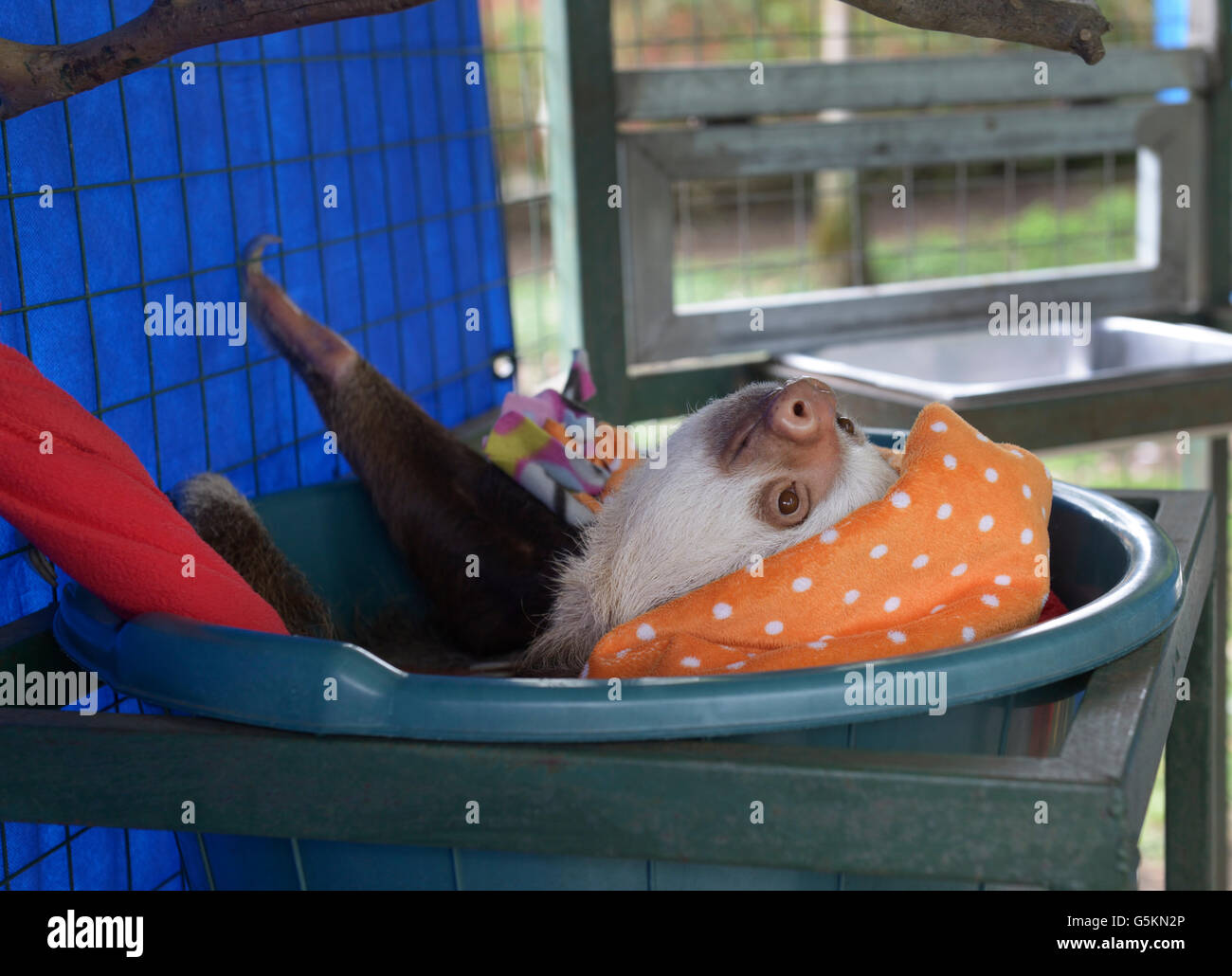 Young two-toed sloth, Choloepus hoffmanni, in a wildlife rehabilitation center. See 'Description' for location Stock Photo