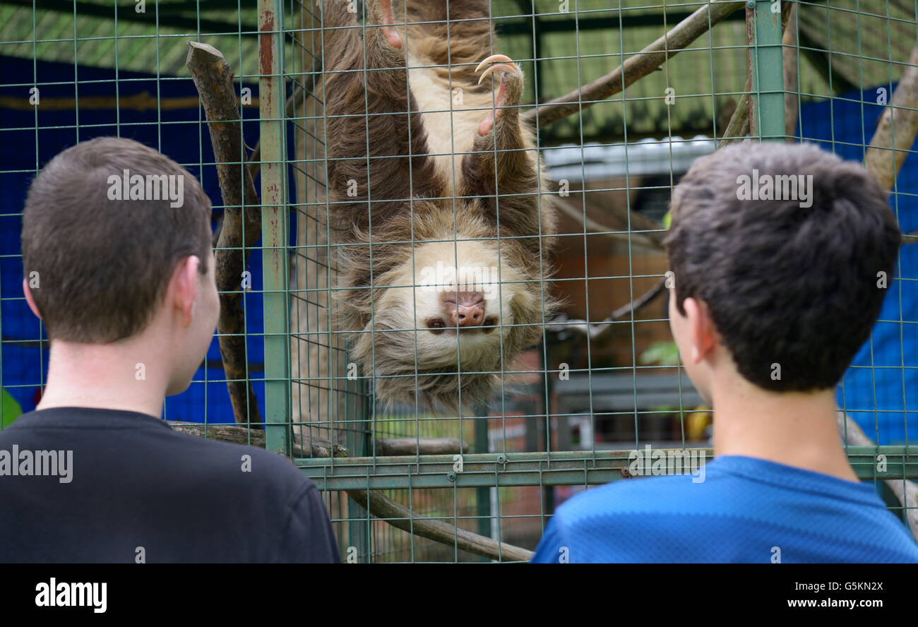 Teens look at two-toed sloth, Choloepus didactylus, in a wildlife rehabilitation center. See 'Description' for location Stock Photo