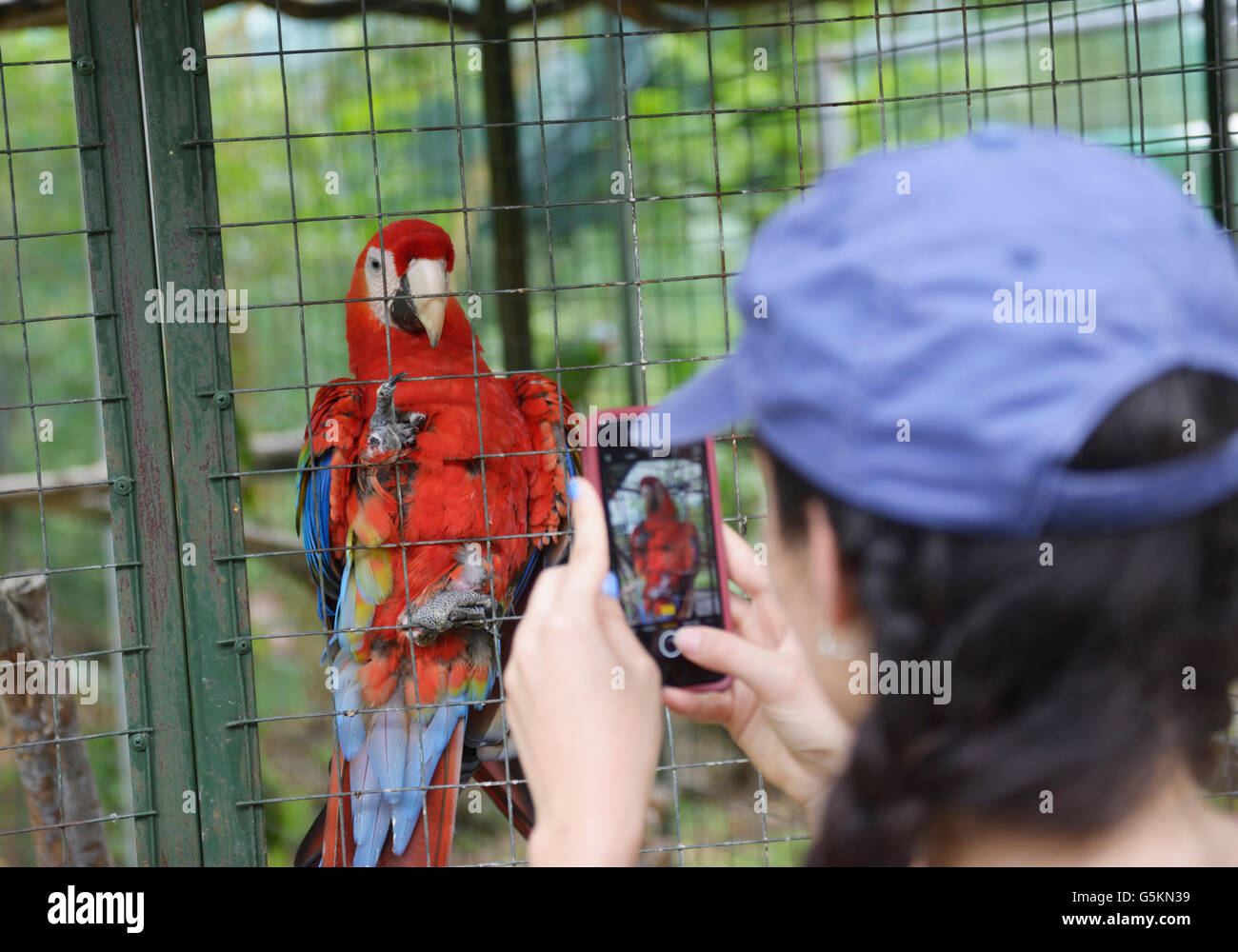Teen girl photographs a scarlet macaw at a wildlife rehabilitation center in Costa Rica. See 'Description' for location Stock Photo