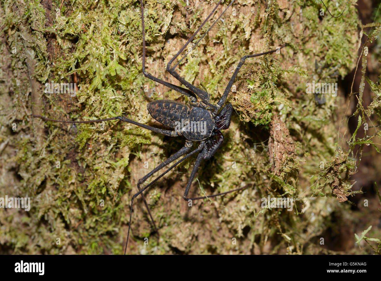 Whip spider, Amblypygi, also known as a tailless whip scorpion Stock Photo