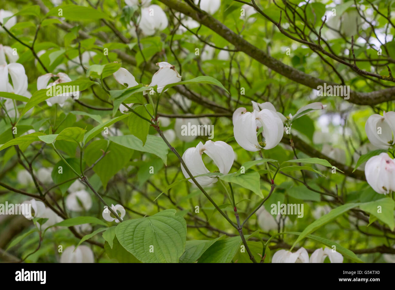 Nature background of white flowers at spring time Stock Photo - Alamy
