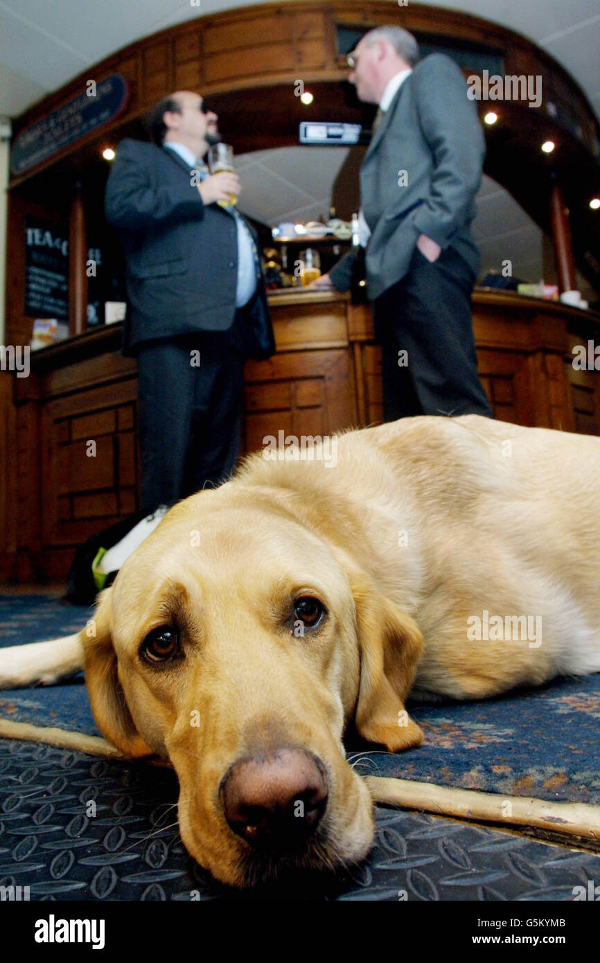 Visually impaired Roger Bailey, (L) speaks with Derek Thorpe, (R) with Ted the dog, at Wetherspoon Freehouse in Victoria Station in London. During a reception for the launch of 'Access for All', which highlights twelve percent of restaurants and pubs in the UK. * are still breaking the law by refusing to accept guide dogs. The campaign which launches during Guide Dog Week aims to ensure that guide dogs owners enjoy equal rights and access to public houses. Stock Photo