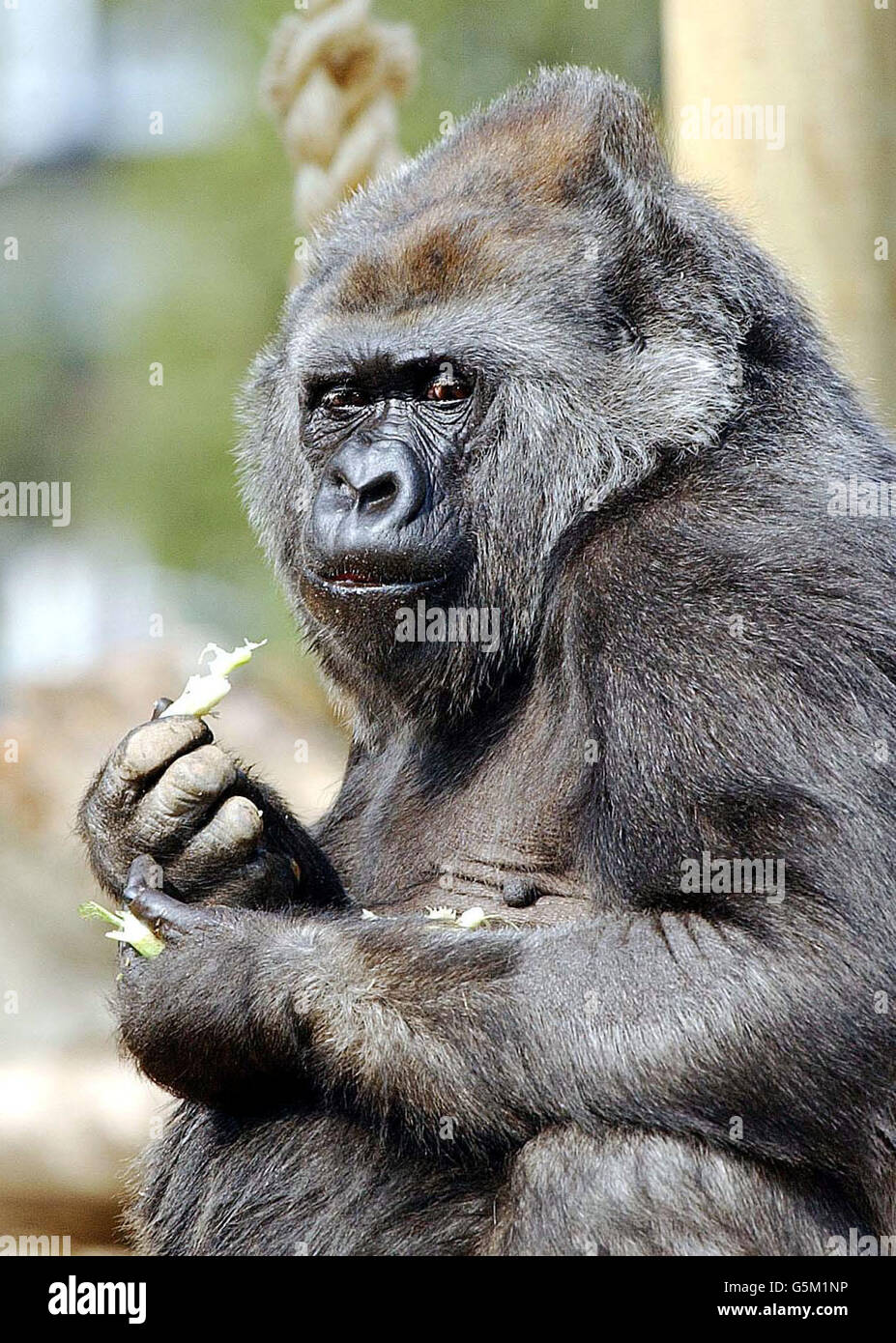 Romina the Gorilla (cataract op) Stock Photo