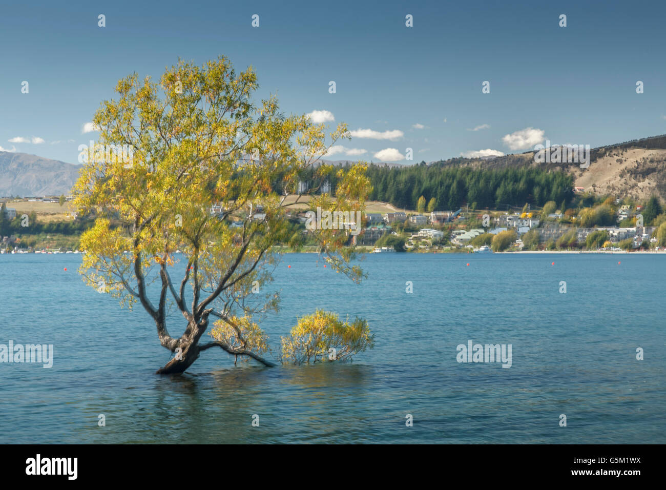 Most photographed tree in the world at lake side,Roys Bay,Wanaka,Otago