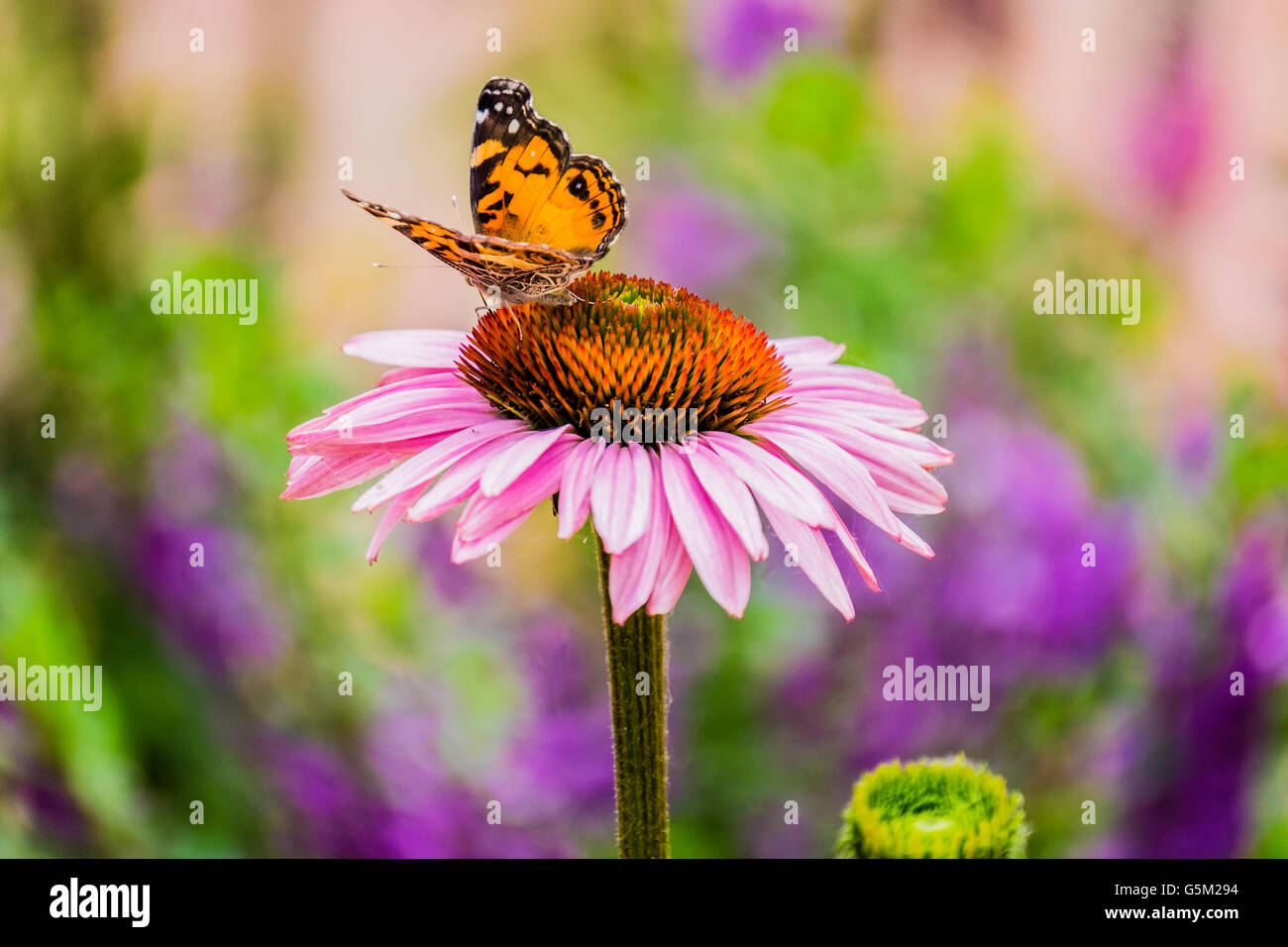 A Painted Lady butterfly, Vanessa cardui on Echinacea bloom, a coneflower. Oklahoma, USA. Stock Photo