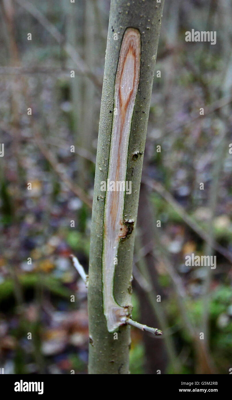 A general view of a young Common Ash Tree in woodland near Canterbury, Kent, which shows the symptoms within its trunk of the deadly plant pathogen fungus Chalara Fraxinea Dieback. Stock Photo