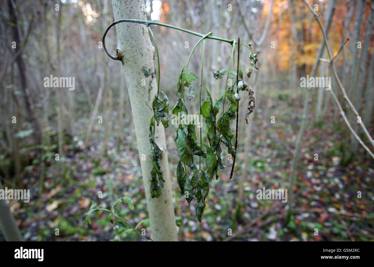 Ash tree disease Stock Photo Alamy