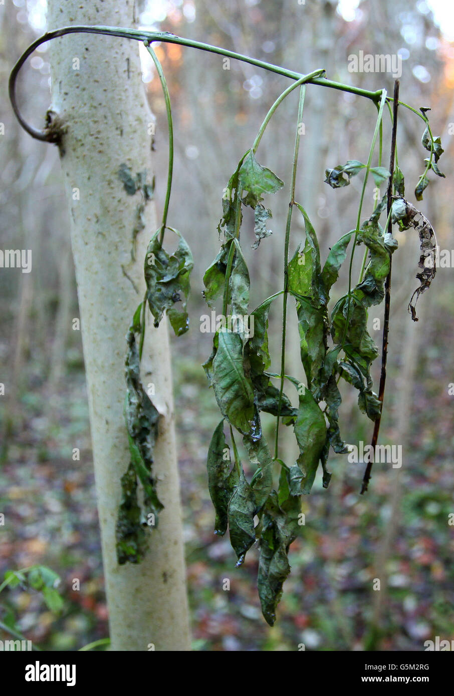 A general view of a young Common Ash Tree with wilting leaves in woodland near Canterbury, Kent, which shows the symptoms of the deadly plant pathogen fungus Chalara Fraxinea Dieback. Stock Photo