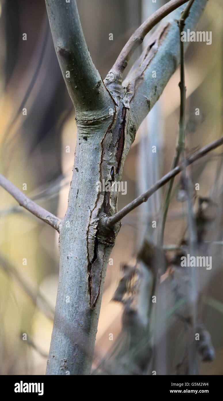 Ash tree disease Stock Photo Alamy