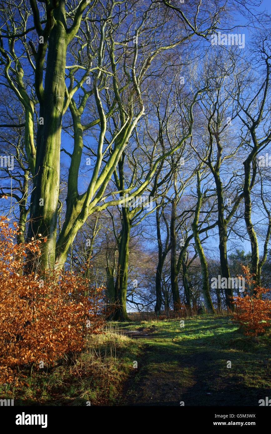 UK,Derbyshire,Peak District, Longshaw Estate Woods Stock Photo