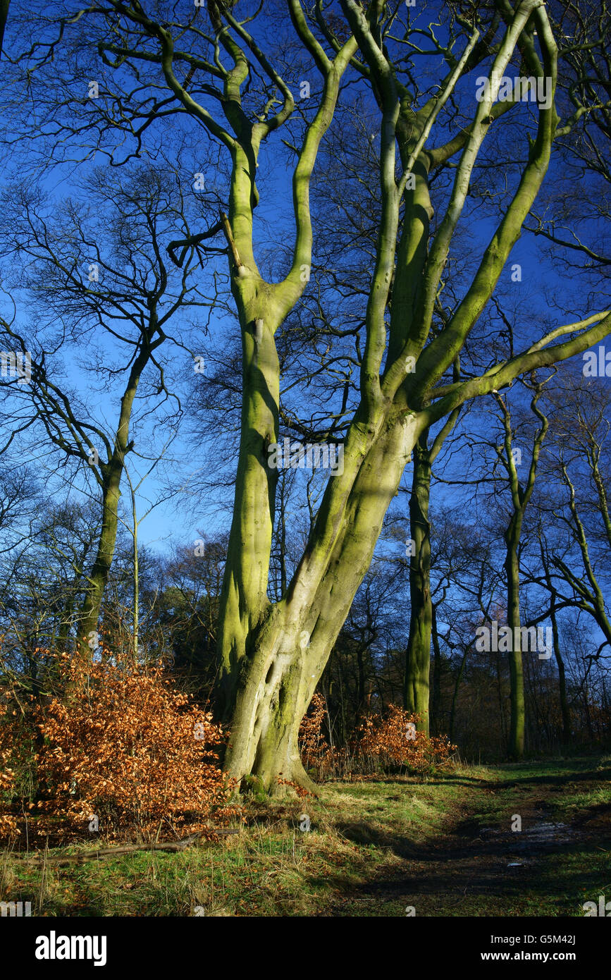 UK,Derbyshire,Peak District, Longshaw Estate Woods Stock Photo Alamy