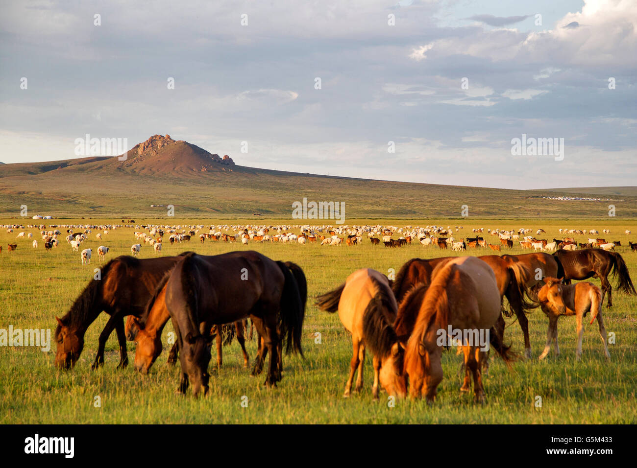 Wild Horses and landscape inner of the Mongolia Stock Photo - Alamy