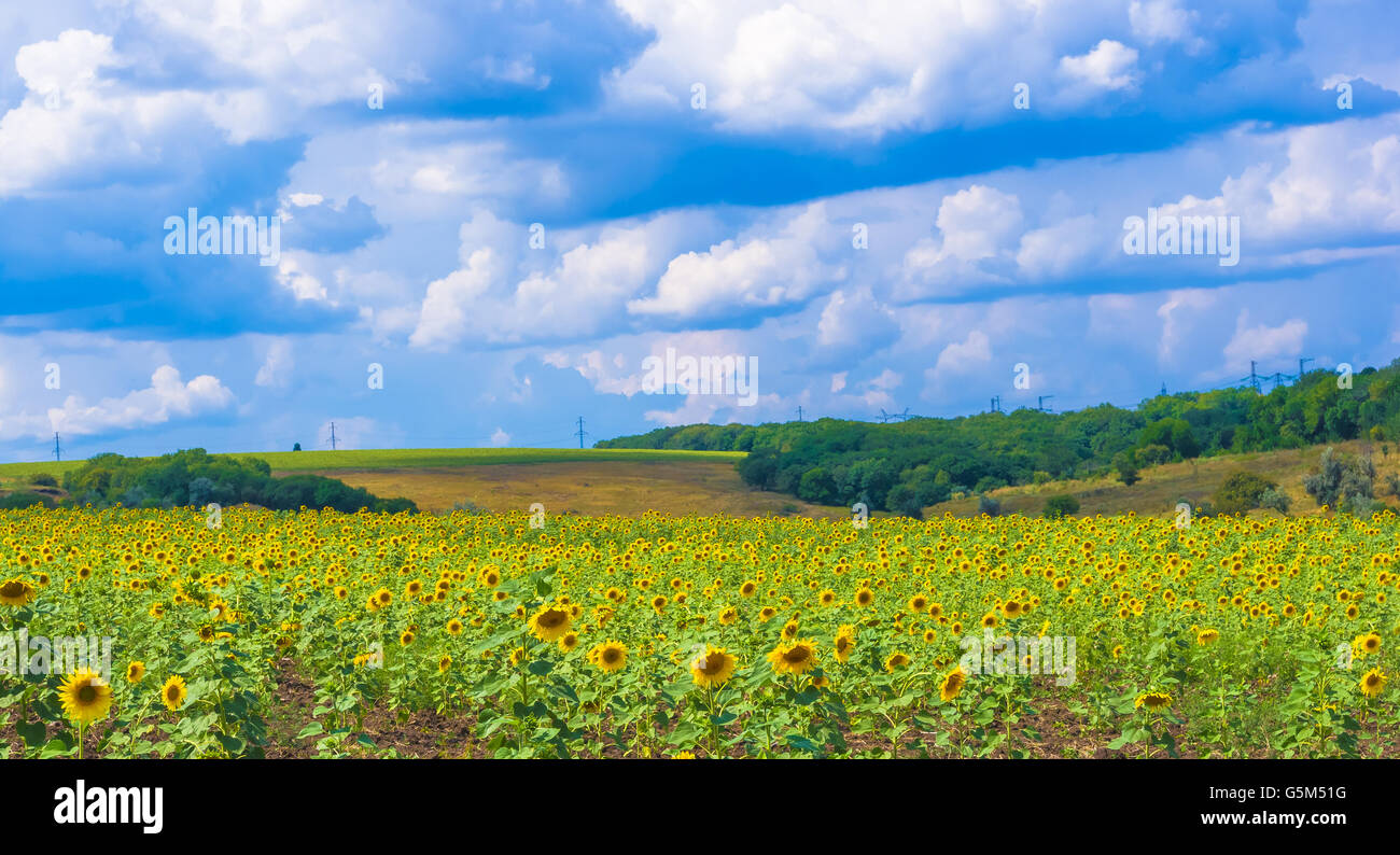 field of blooming sunflowers on blue sky background Stock Photo - Alamy