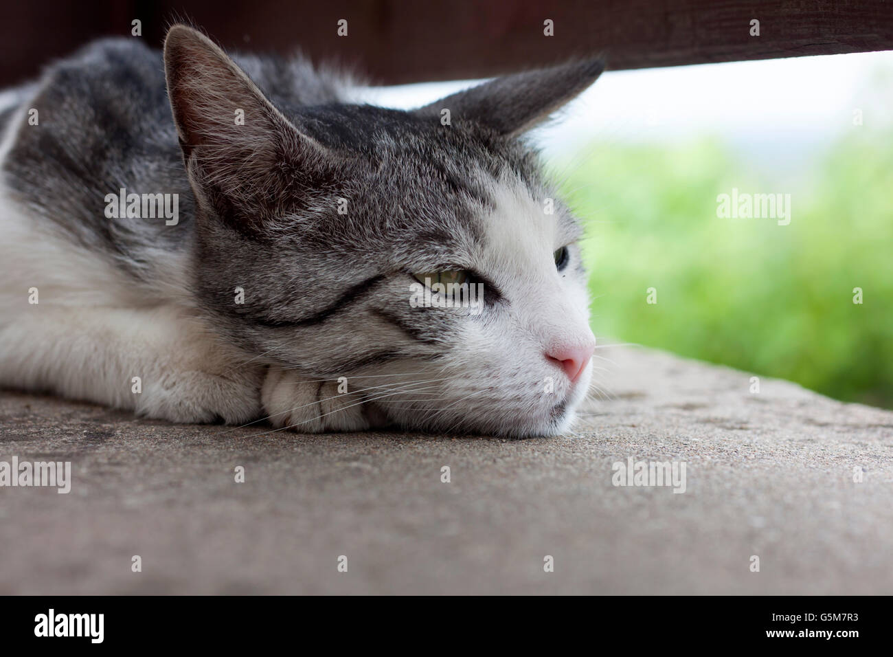 Nostalgic cat Stock Photo - Alamy
