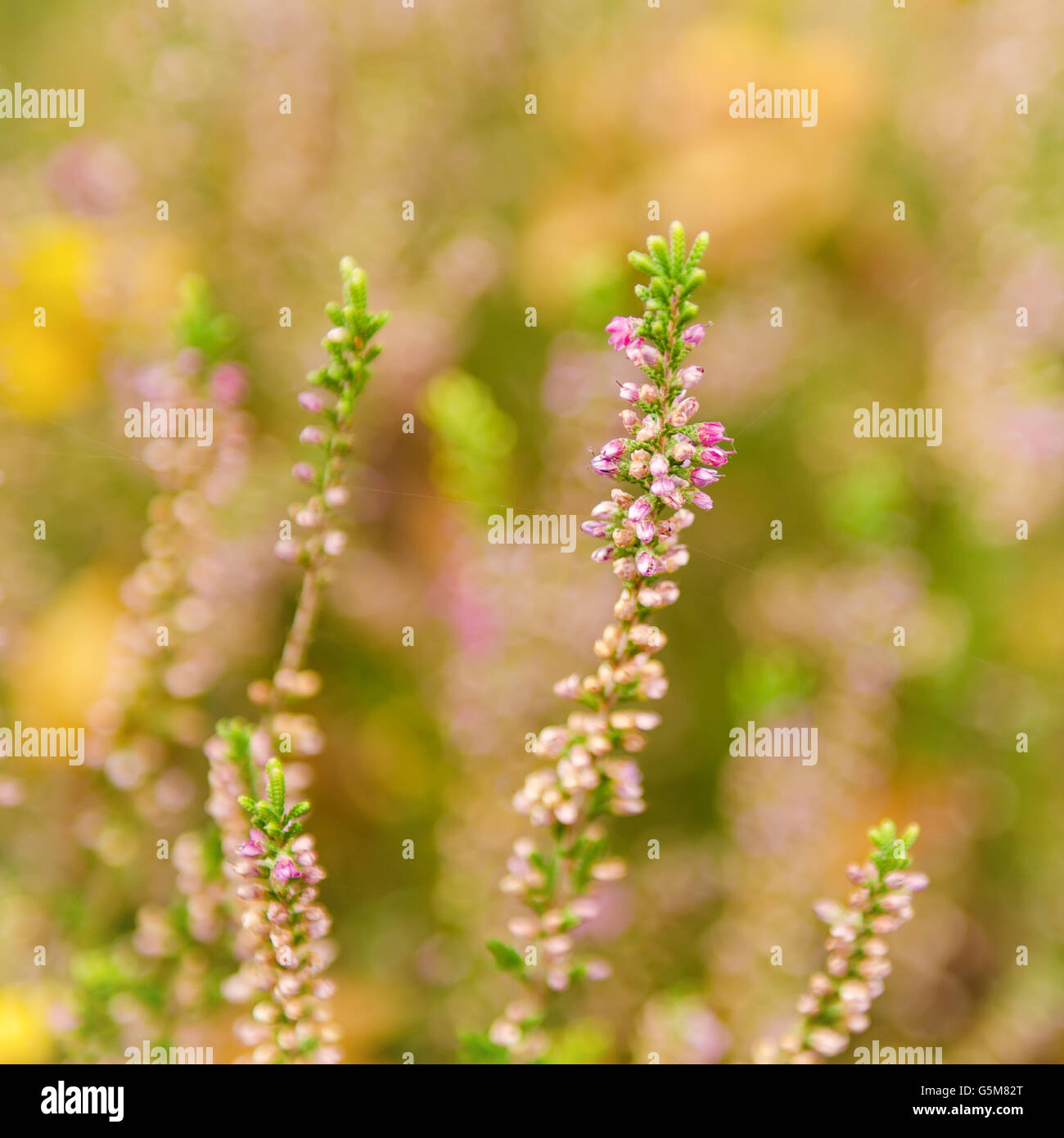 Blooming heather flowers Stock Photo Alamy