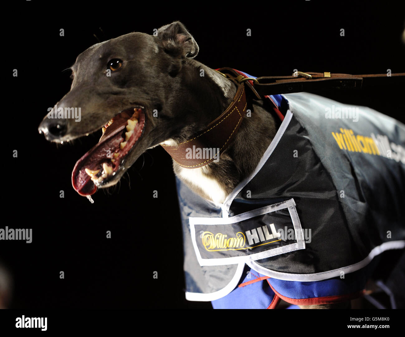 Greyhounds - Williamhill.com St Leger Final - Wimbledon Greyhound ...