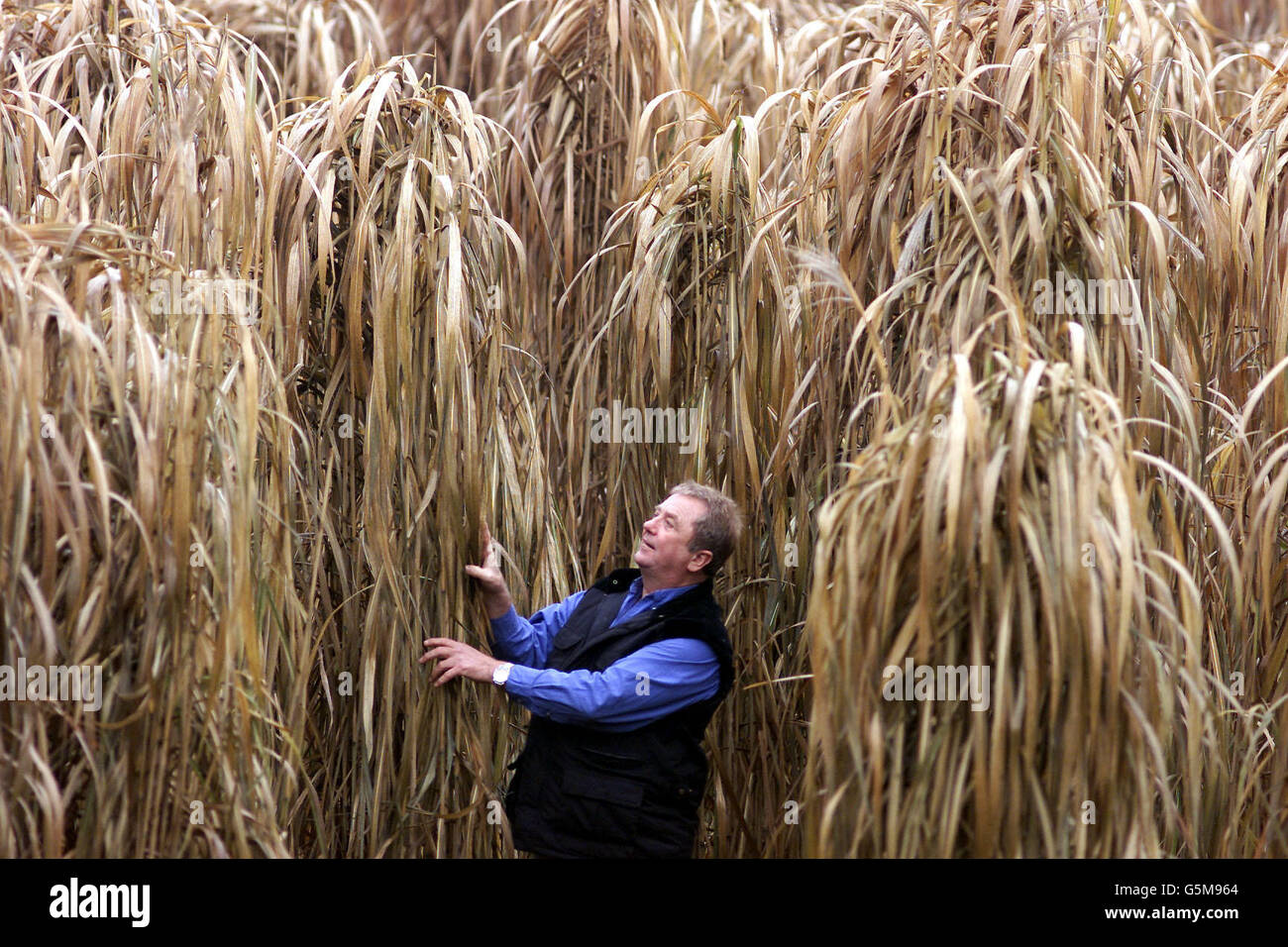 Elephant Grass Crop Stock Photo Alamy