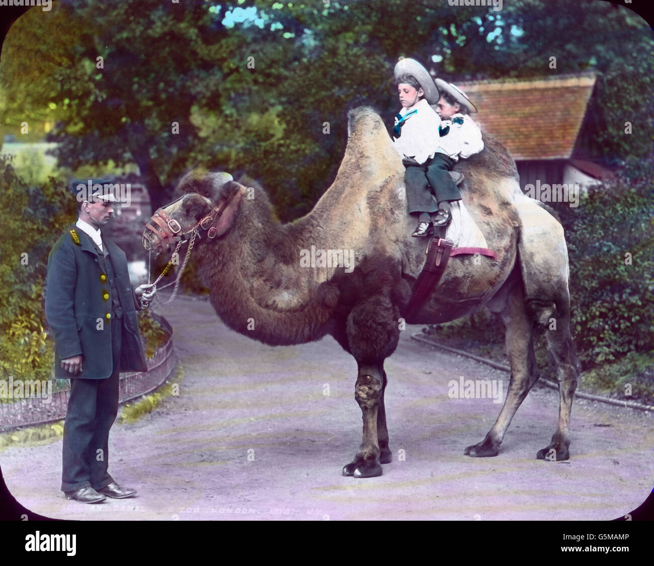 Kamel. Camel. Stock Photo