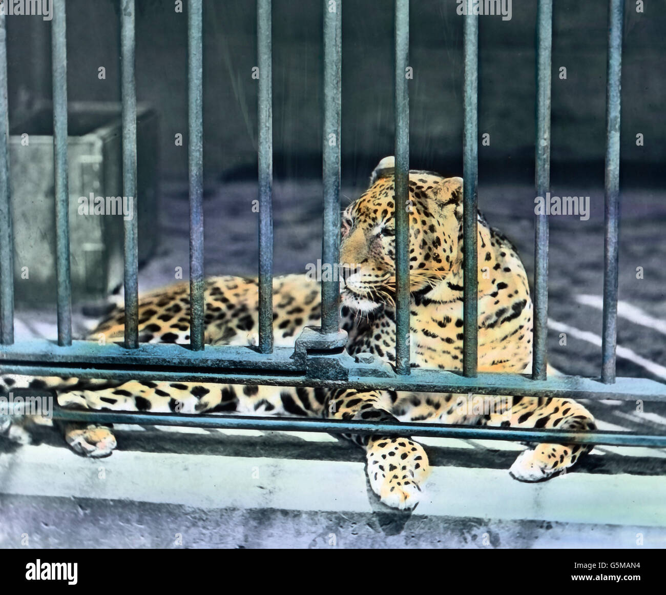 Bei den Raubkatzen. At the big cats' cage. Stock Photo