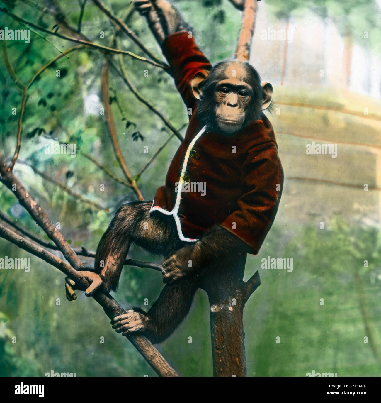 Affen. Apes. Stock Photo