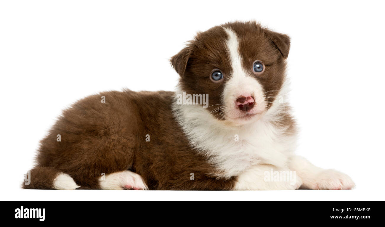 Border collie puppy 6 weeks old hi res stock photography and
