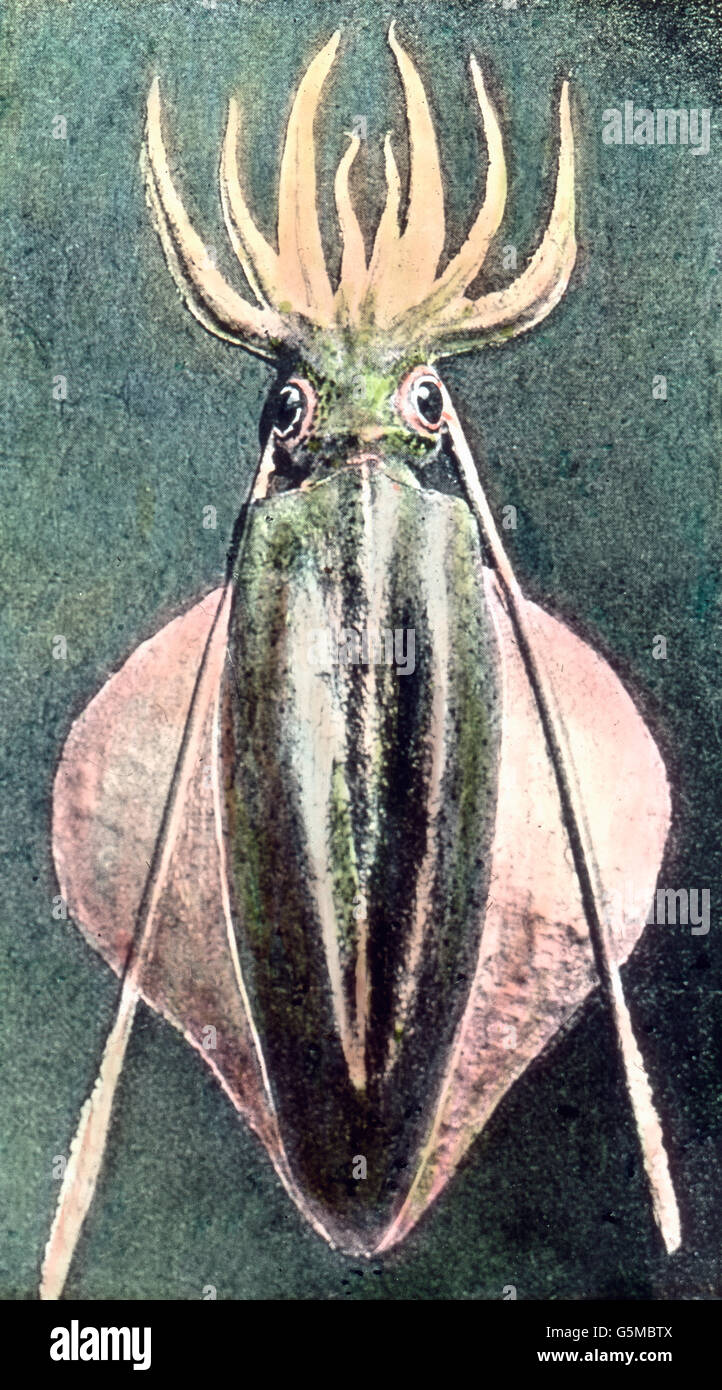 Riesenkalmar, giant squid, Illustration. Stock Photo