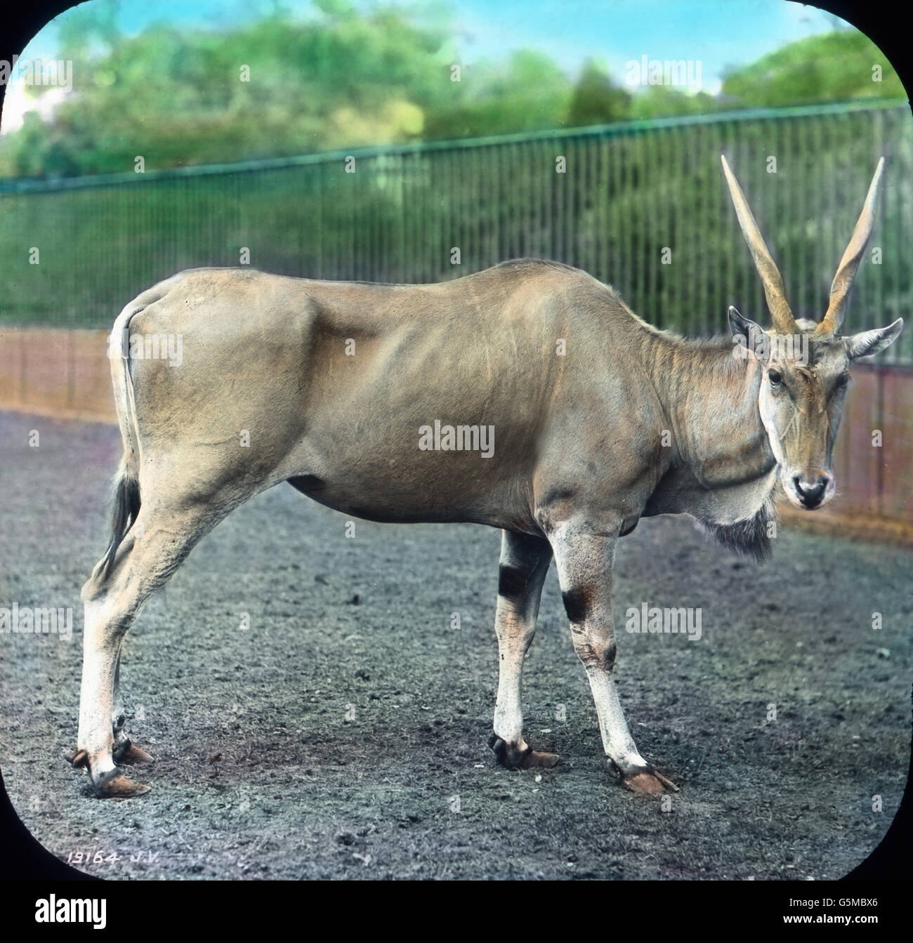 Hirsche. Deer. Stock Photo