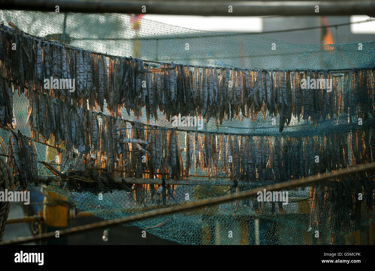 Fish are hung to dry on fishing nets at Sassoon Docks, the largest fish market in the city, near