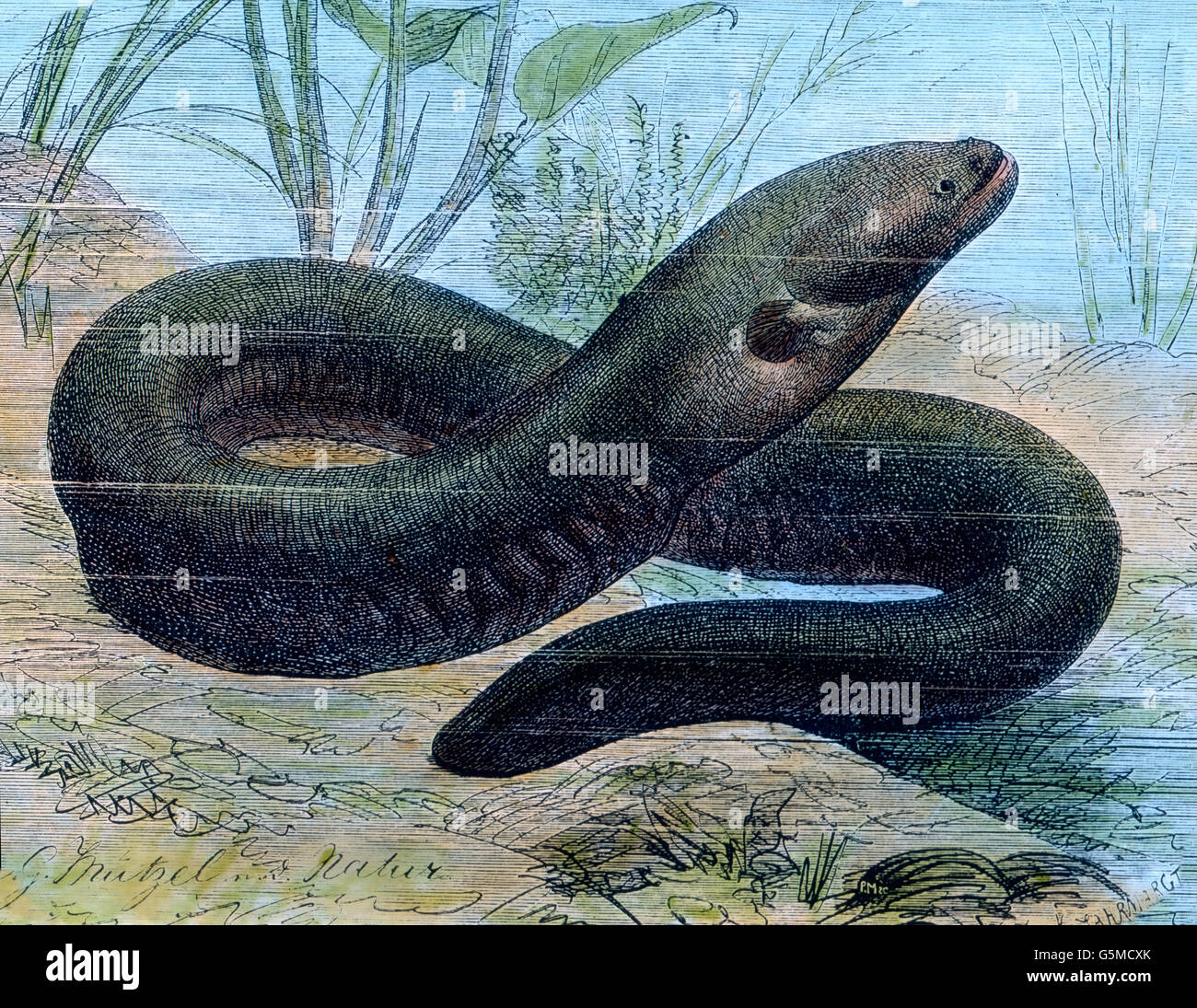 Zitteraal, electric eel, (Electrophorus electricus) Stock Photo
