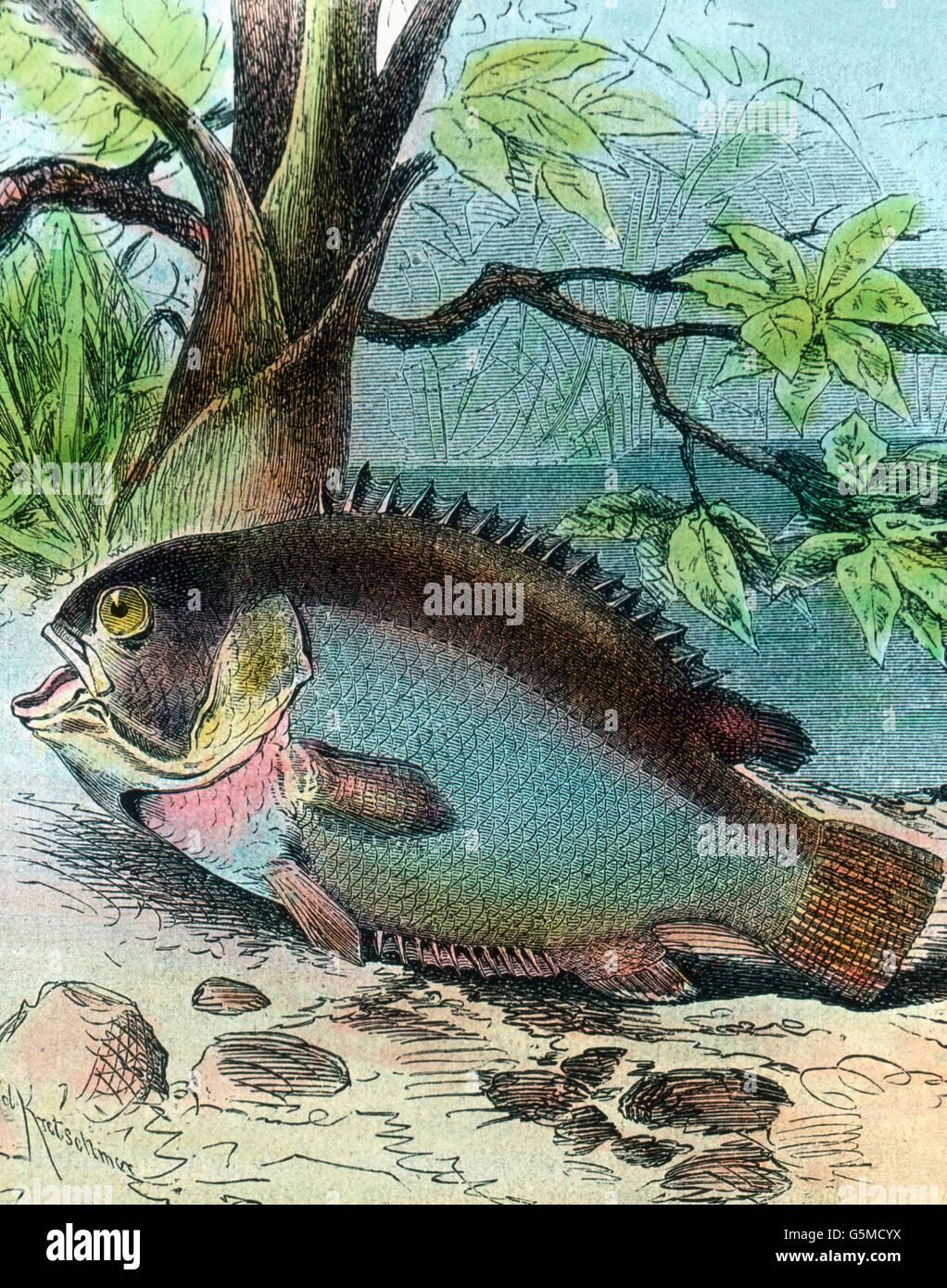 Fisch in der Illustration: Wanderisch, 1920er Jahre. Illustration of a wandering fish, 1920s. Stock Photo