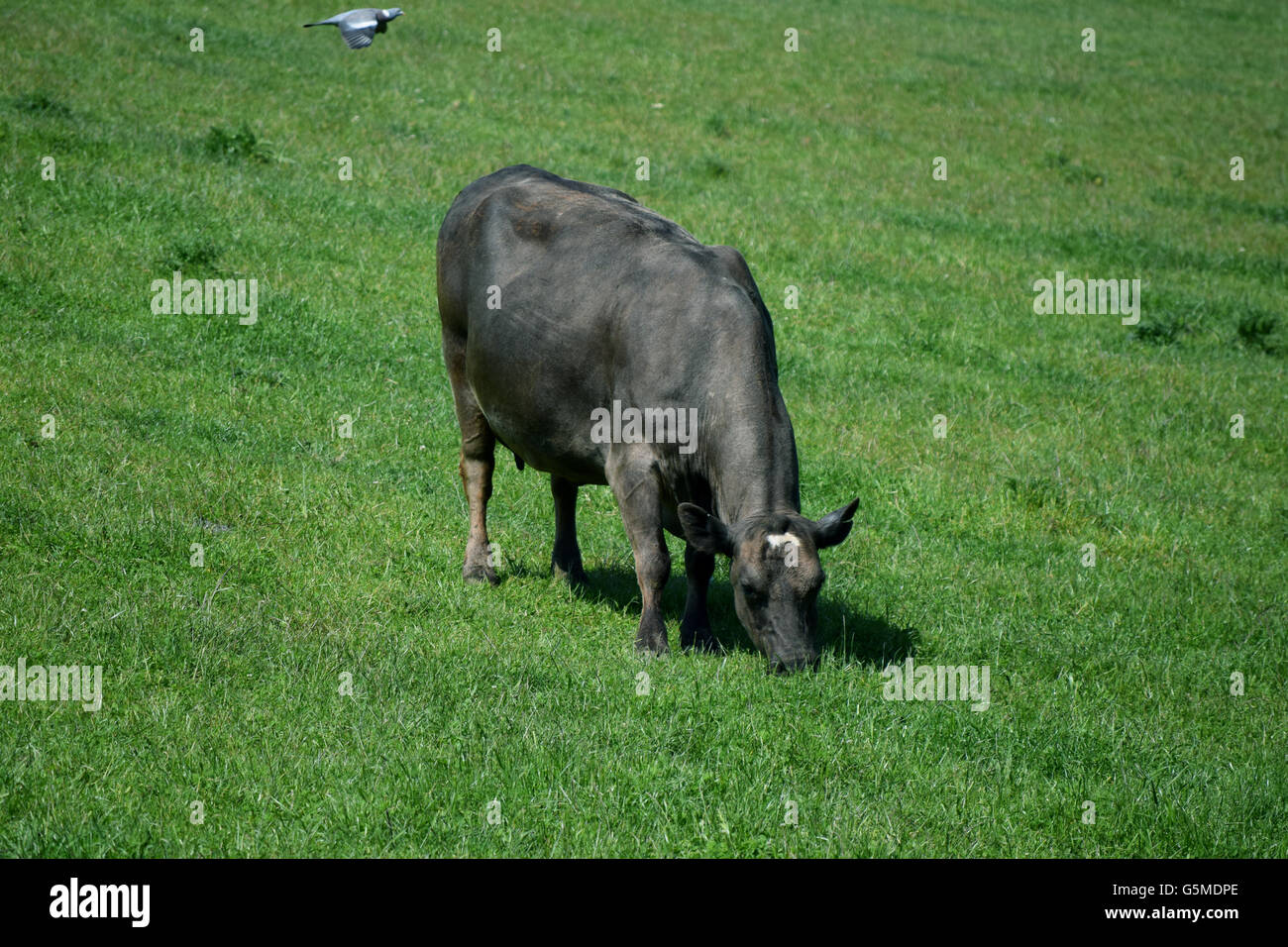 Farm Cow Eating Grass in a Field Stock Photo Alamy