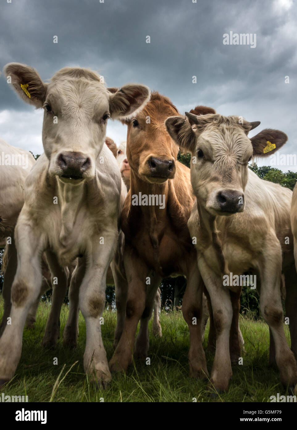 Curious cows taken from a low angle lined up, Yorkshire, UK Stock Photo