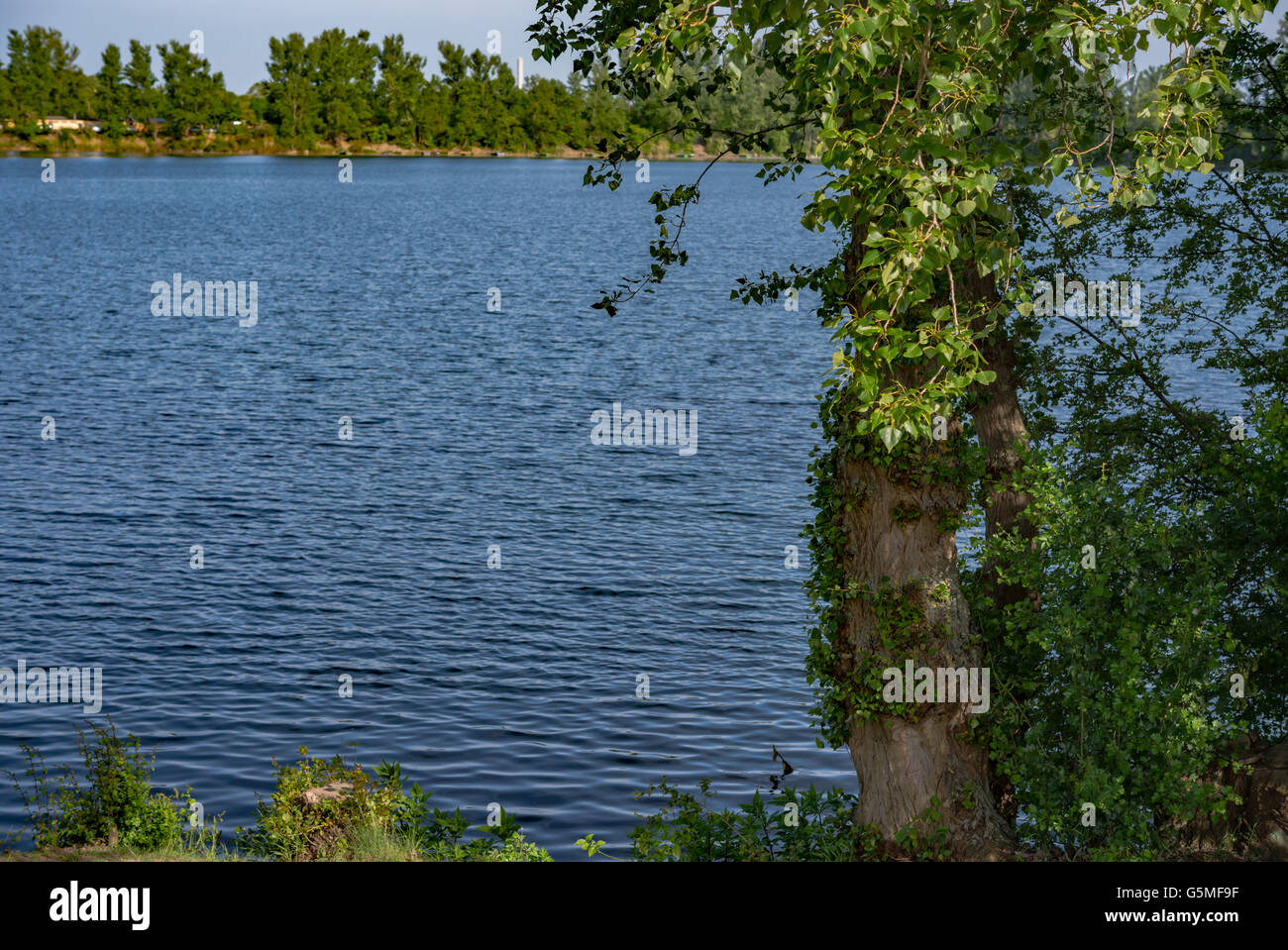 Green summer lake pond water hi-res stock photography and images - Alamy