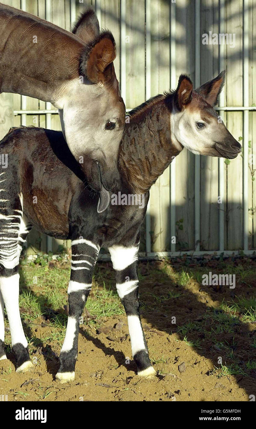 London Zoo Okapi calf Stock Photo