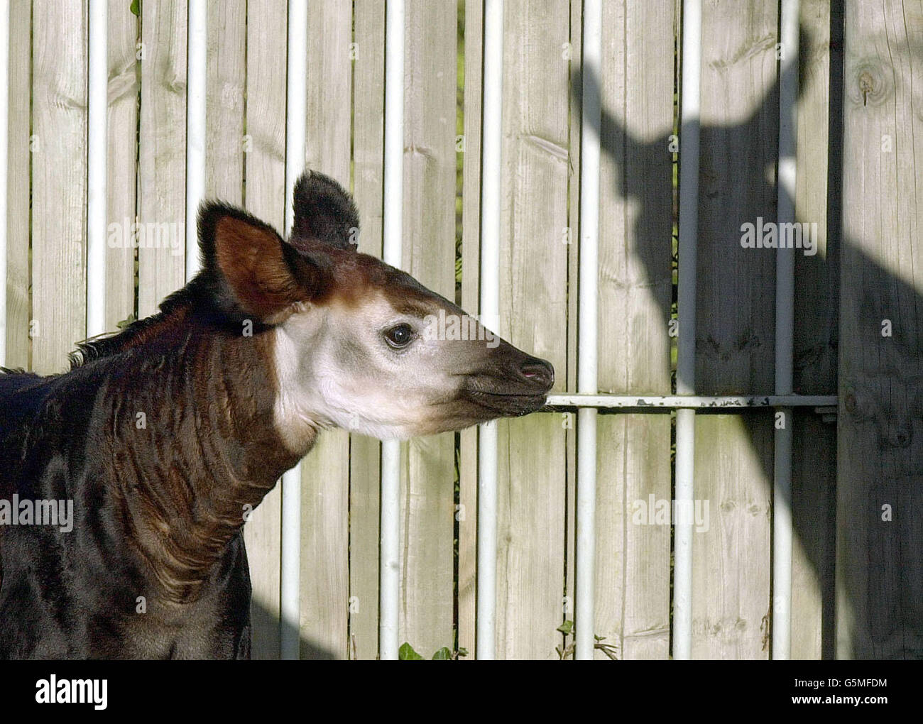 London Zoo's seven week old Okapi calf, Jemima, stays close to her mother Elila in their paddock. The birth of the Okapi - a relative of the Giraffe - coincides with the 100th anniversary of the species which was discovered in central Africa in 1901. Stock Photo