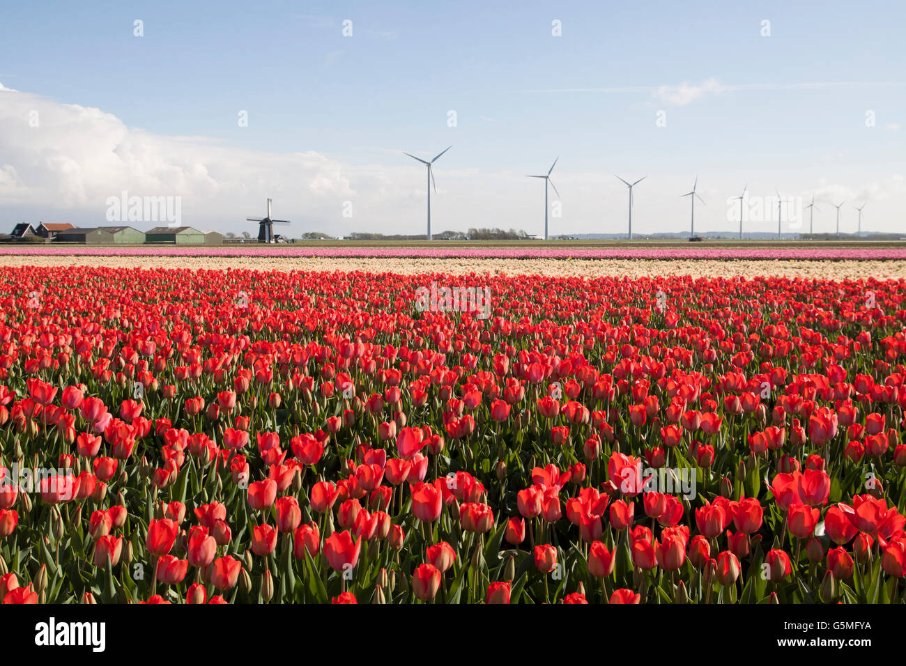 Typical Dutch spring picture with windmill and beautiful tulips in ...