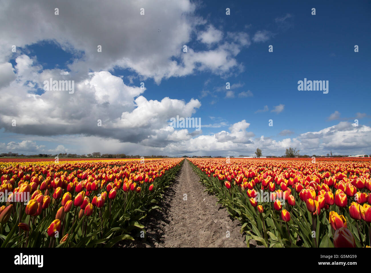 Field of tulips under a beautiful cloudy sky Stock Photo - Alamy