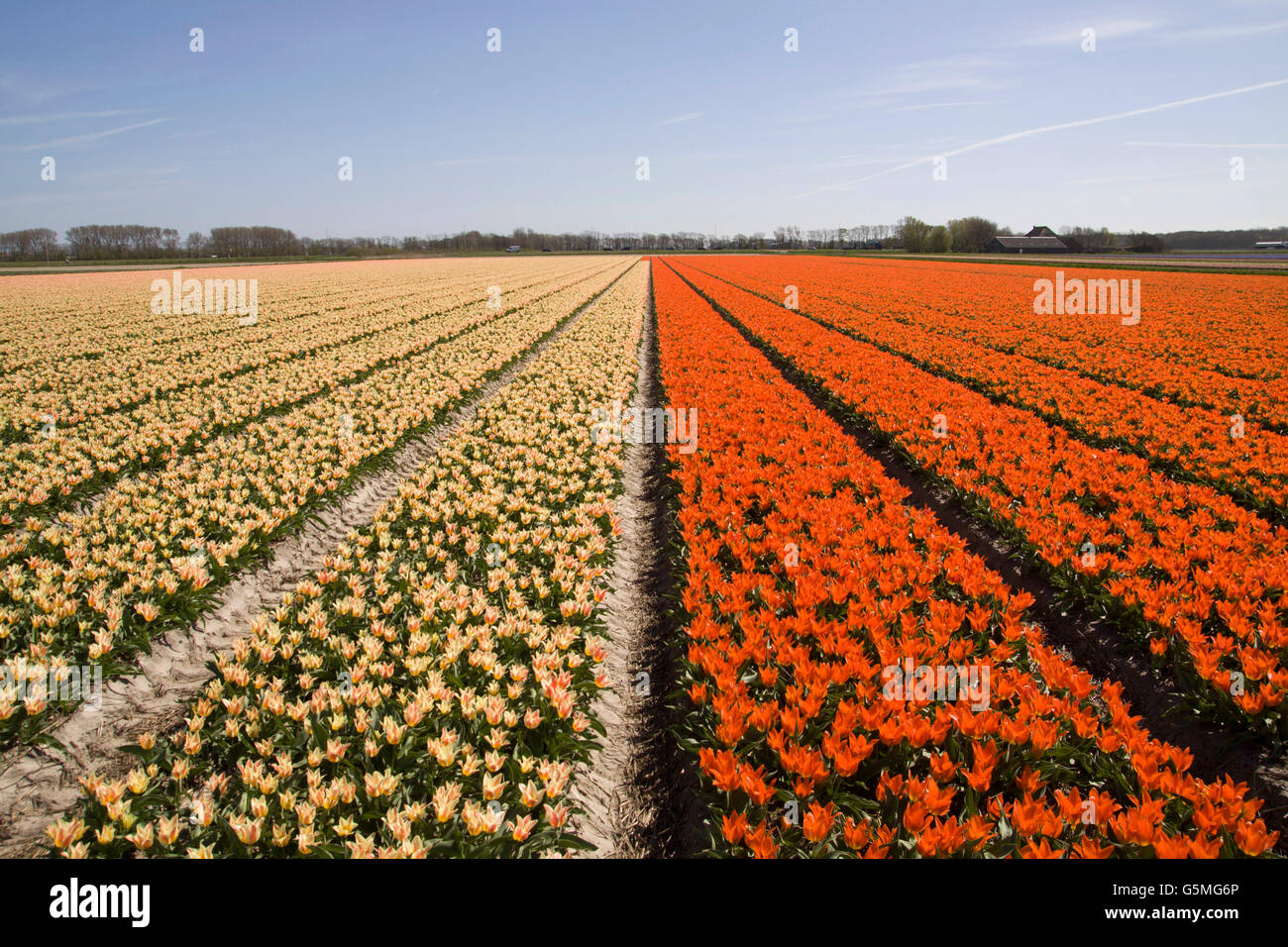 Spring tulip fields in Holland, colorful flowers in Netherlands Stock ...