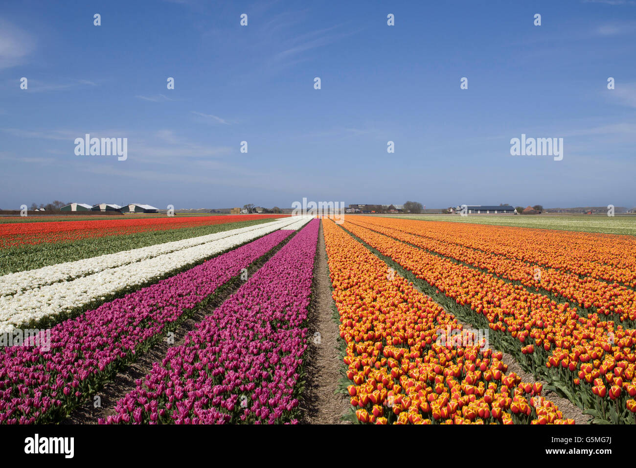 Blue sky and beautiful multicolored tulip field in Holland. Beautiful  outdoor scenery in the Netherlands, Europe Stock Photo - Alamy