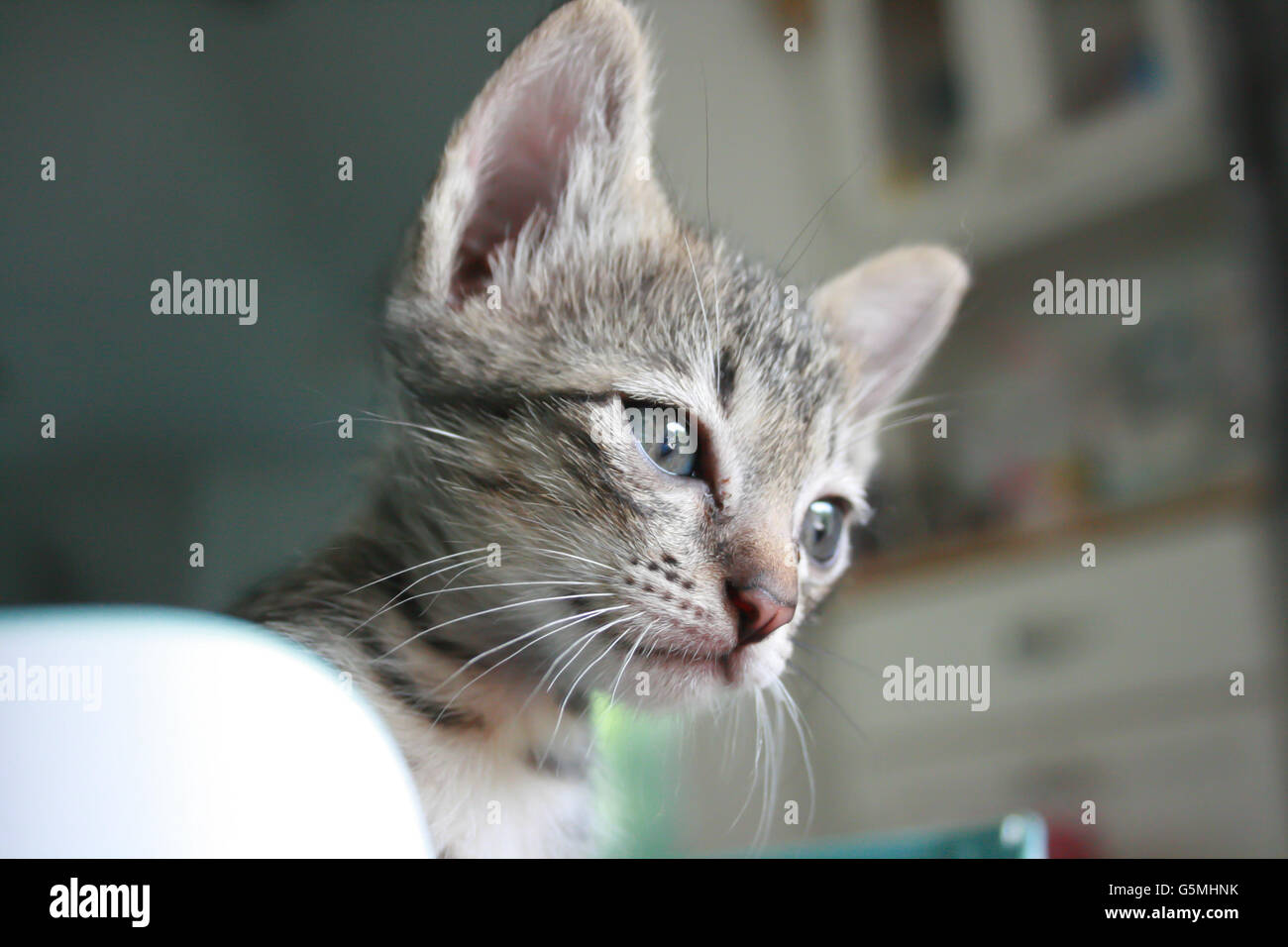 Adorable funny Cute Kitten cat face standing looking curiously. finding waiting for something outside. Stock Photo