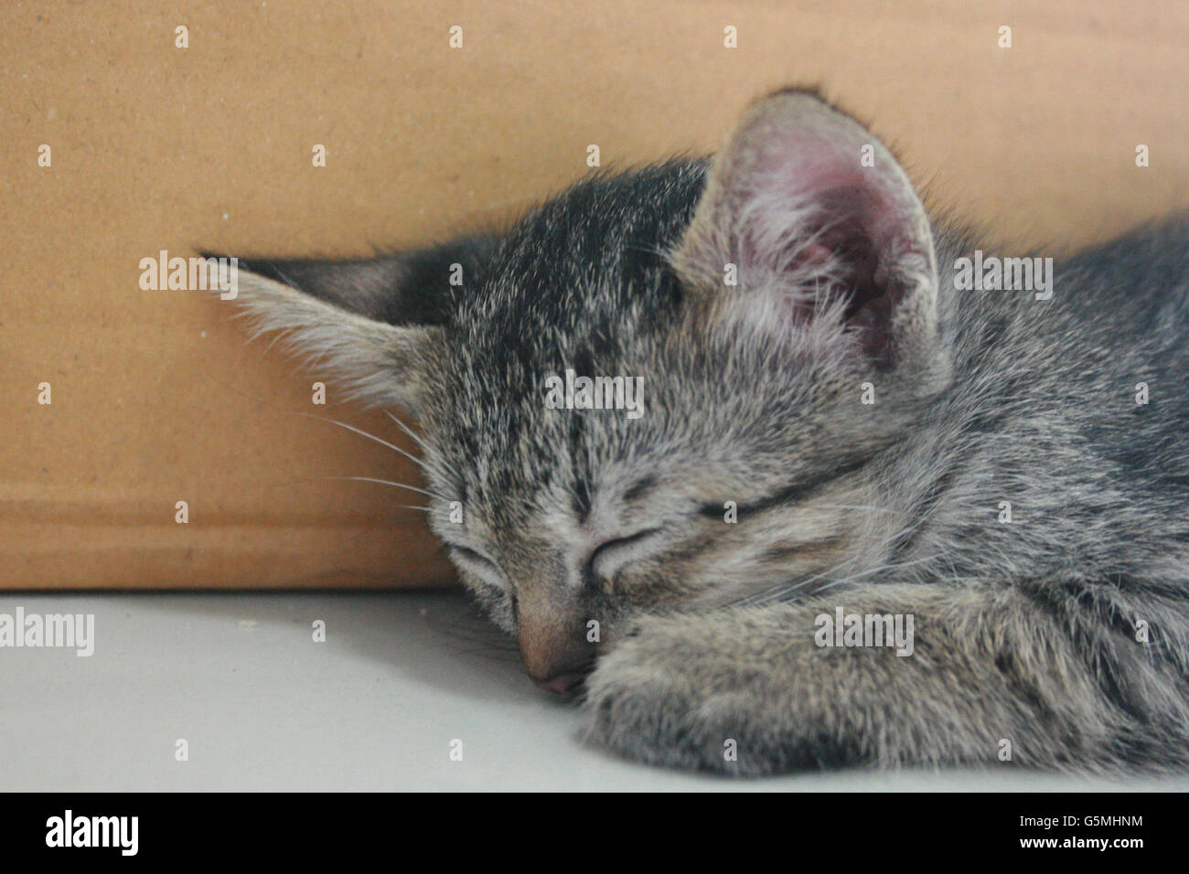 Adorable funny Cute Kitten cat sleep tight with her paw leg at face on white floor beside brown box at home. Stock Photo