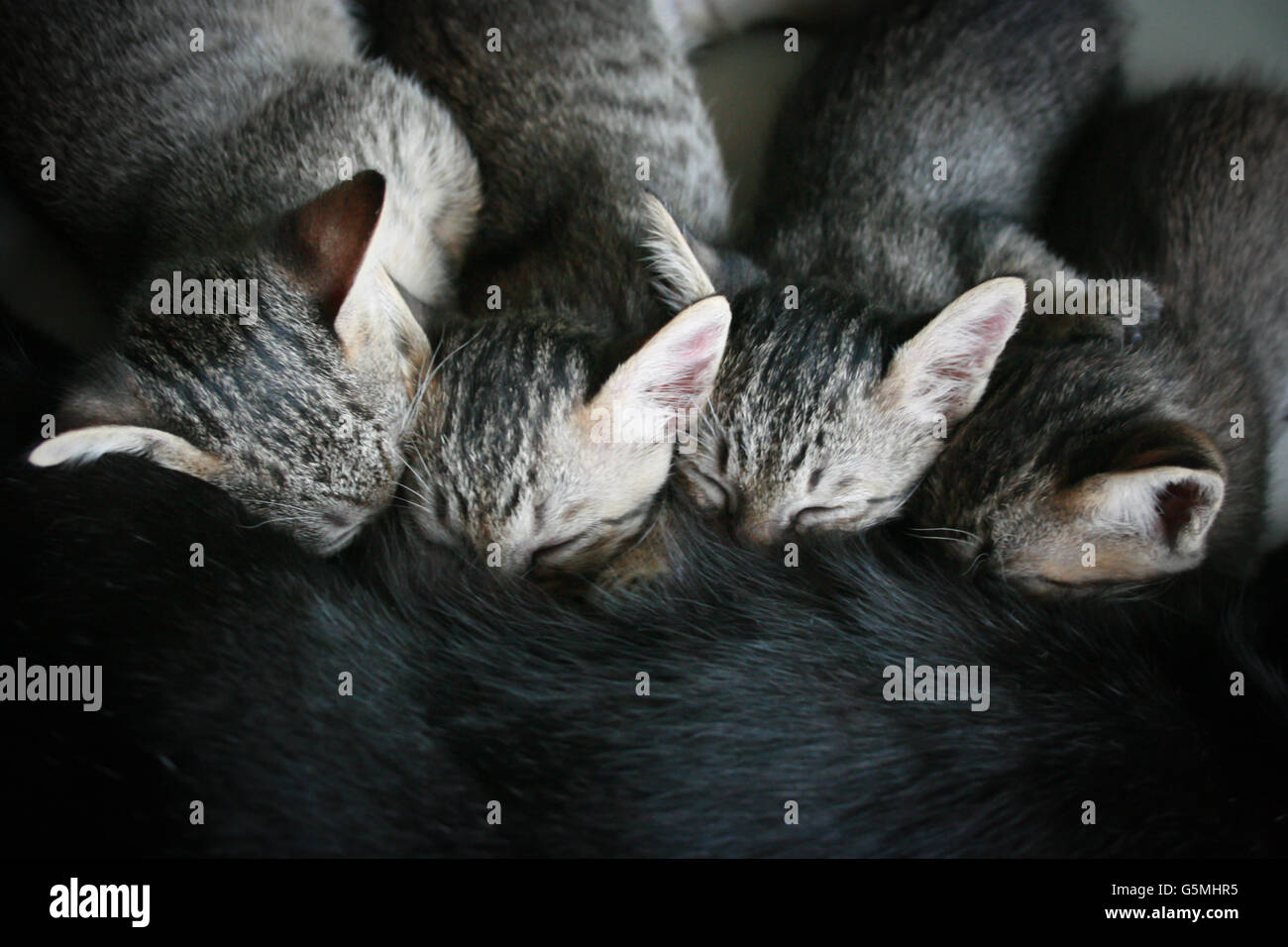 Four Adorable funny Cute Kitten cat suckle breast feeding milk time from mother, Happy family top view Stock Photo