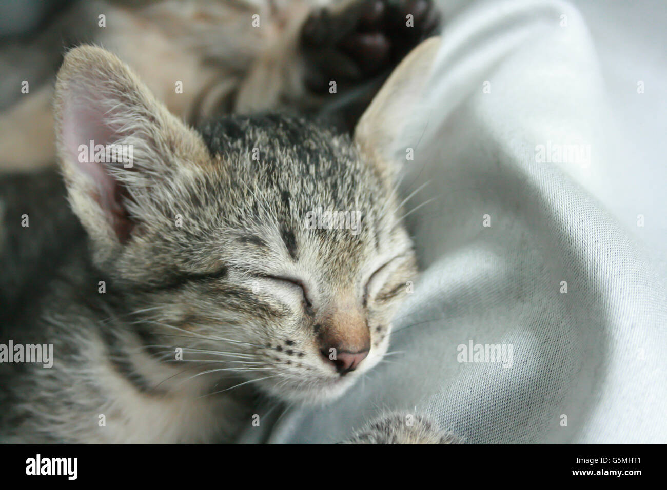 Adorable funny Cute Kitten cat close eye sleep tight with brother sister on white gray soft cloth bed at home. Stock Photo