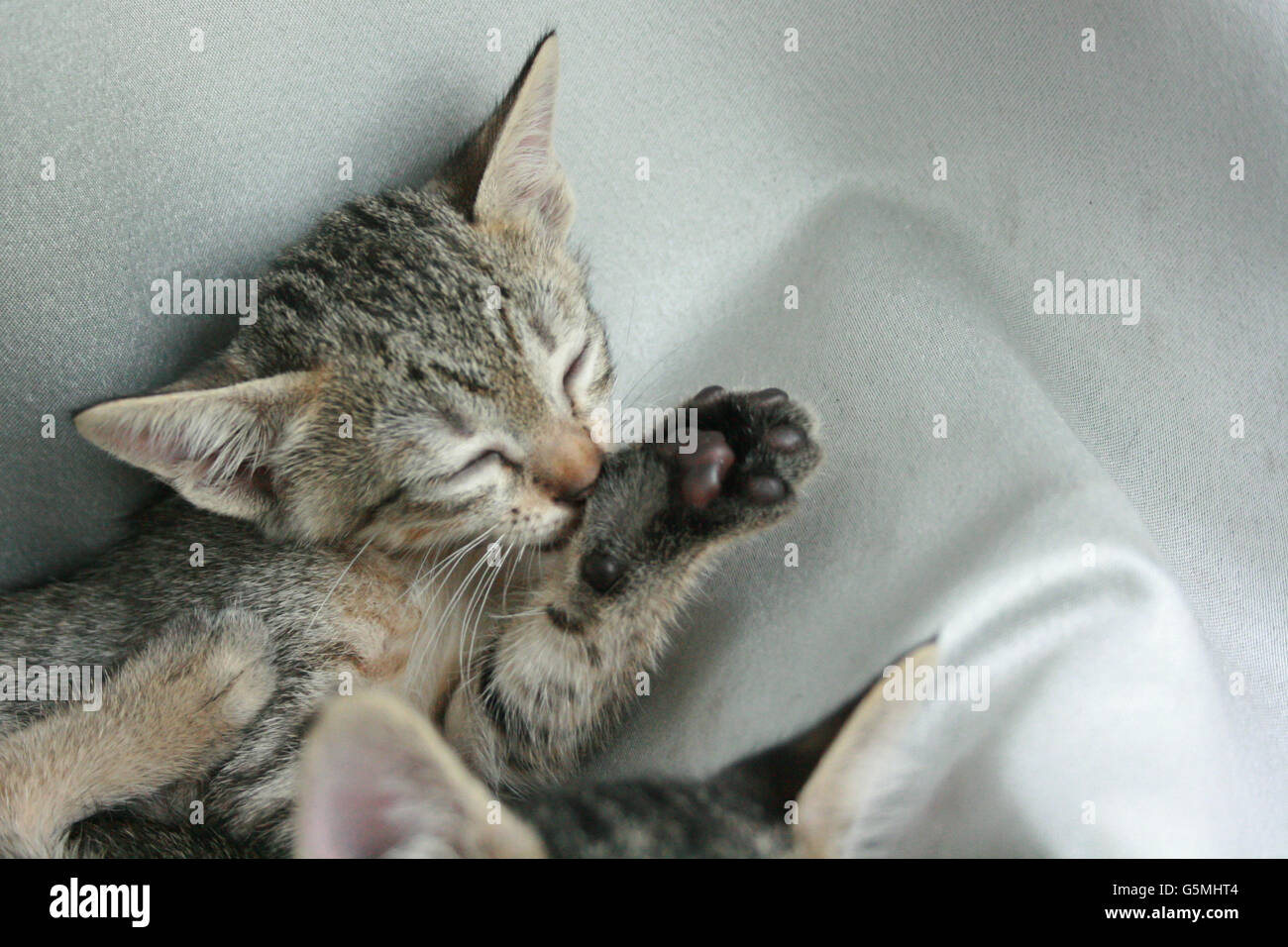 Adorable funny Cute Kitten cat close eye lick itself for cleaning on white grey soft cloth bed at home. Stock Photo